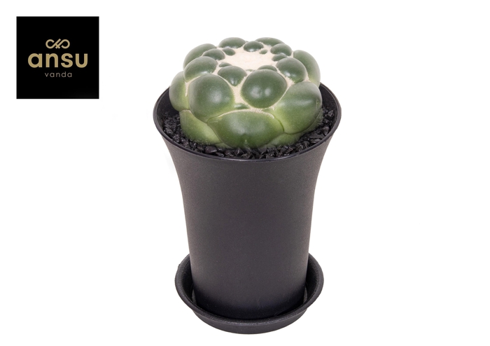 <h4>Cactus Corynphantha Elephantidens XXL</h4>