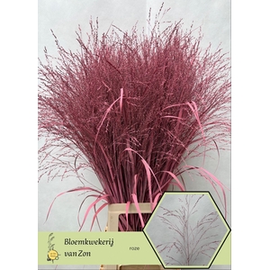 Siergras Klb Pink Frank Zon