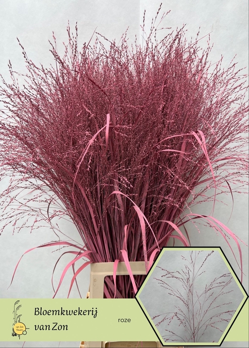 <h4>Siergras Klb Pink Frank Zon</h4>
