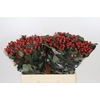 Hypericum True Romance