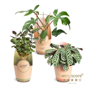 Green Premium Collection