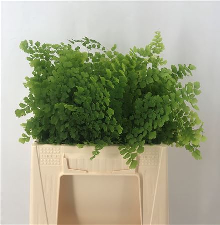 <h4>Adiantum Verde</h4>