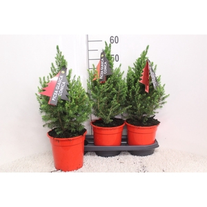 Picea glauca 'Conica'