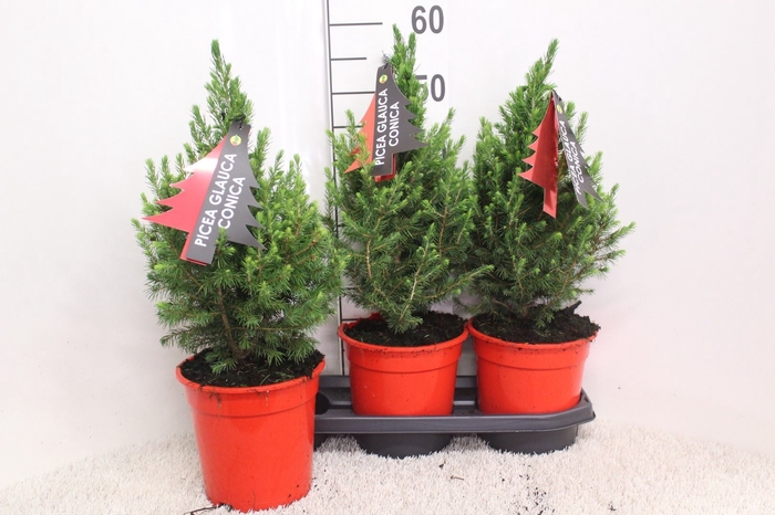 Picea glauca 'Conica'