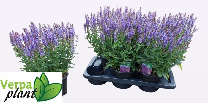 <h4>SALVIA NE BLAUHUEGEL</h4>