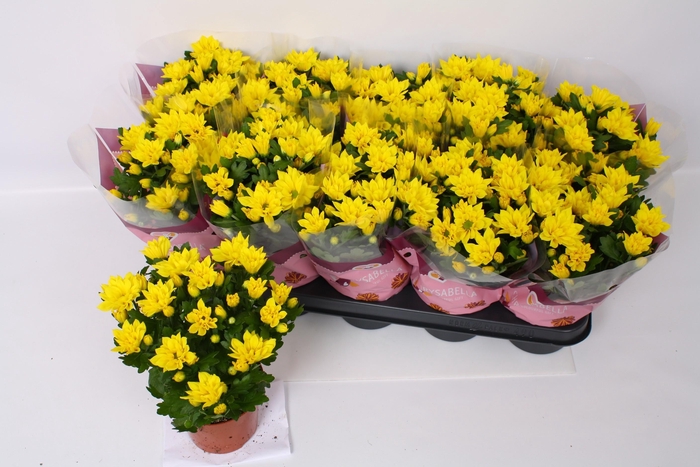 <h4>CHRYS HEAT YELLOW</h4>