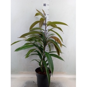 Ficus binn. 'Amstel King'