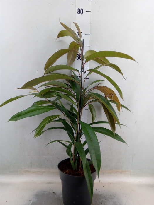 <h4>Ficus binn. 'Amstel King'</h4>
