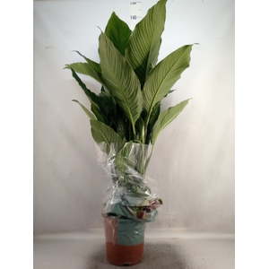 Spathiphyllum  'Sweet Sebastiano'