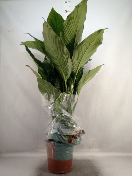 <h4>Spathiphyllum  'Sweet Sebastiano'</h4>