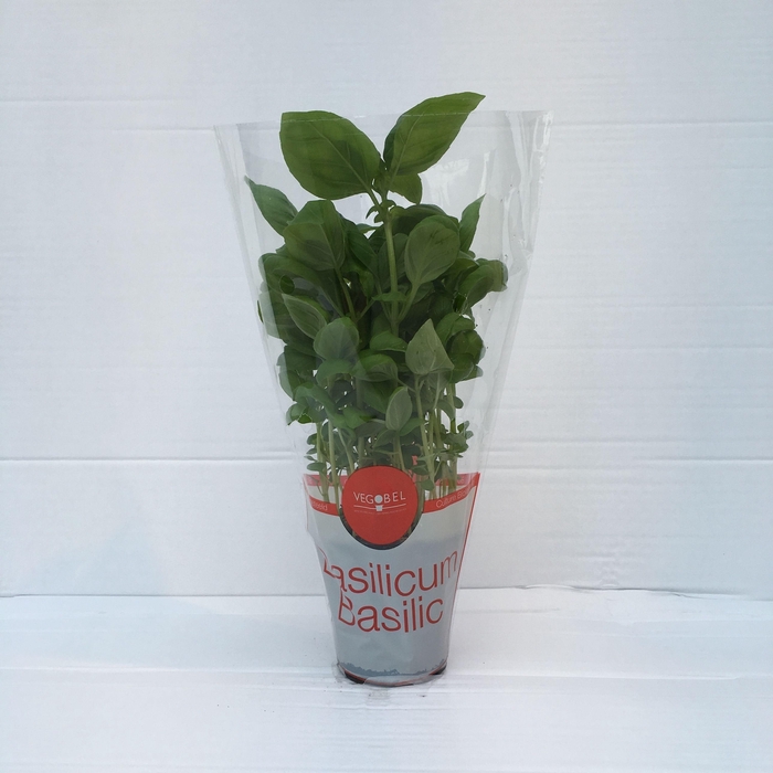 <h4>Basilicum P9</h4>