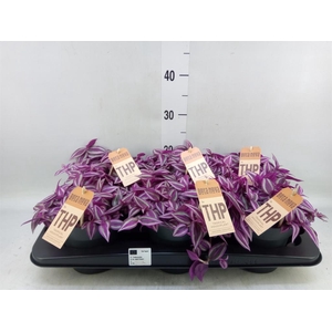 Tradescantia zebr. 'Pink Paradise'