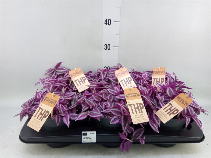 <h4>Tradescantia zebr. 'Pink Paradise'</h4>