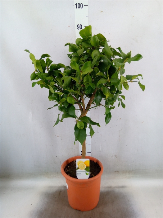 <h4>Citrus   ...</h4>