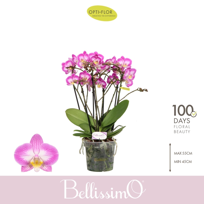 <h4>Bellissimo Caro</h4>