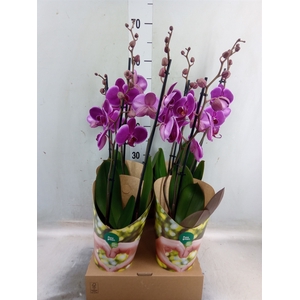 Phalaenopsis  'Ant Durban'
