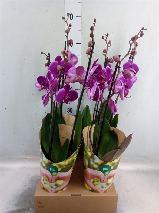 <h4>Phalaenopsis  'Ant Durban'</h4>