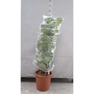 Ficus lyrata