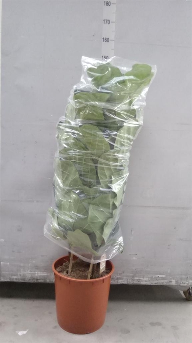 <h4>Ficus lyrata</h4>