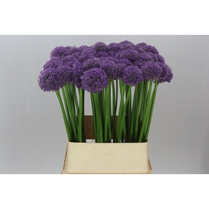 Allium Gladiator Ex