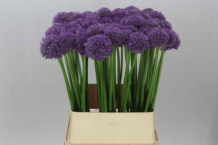 <h4>Allium Gladiator Ex</h4>