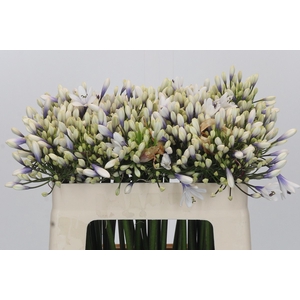 Agapanthus Twister