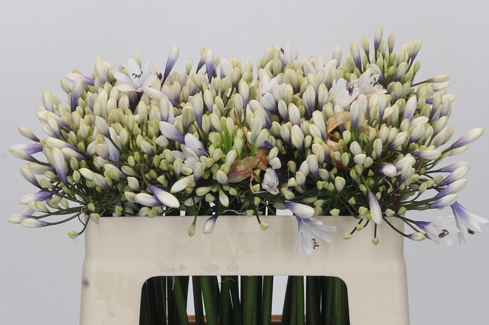 <h4>Agapanthus Twister</h4>