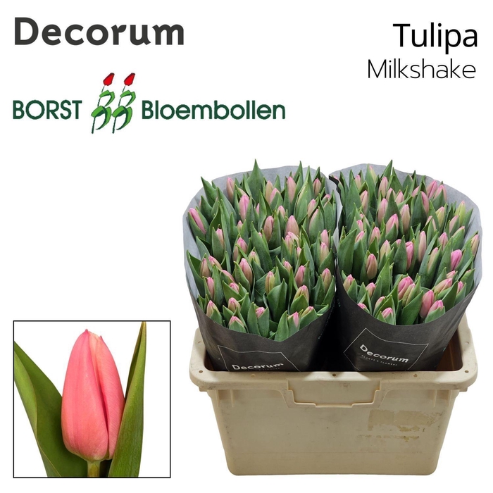 <h4>TU EN MILKSHAKE</h4>