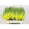 Antirrhinum Legend Yellow
