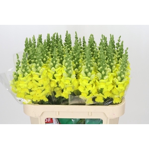 Antirrhinum Legend Yellow