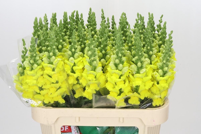 <h4>Antirrhinum Legend Yellow</h4>