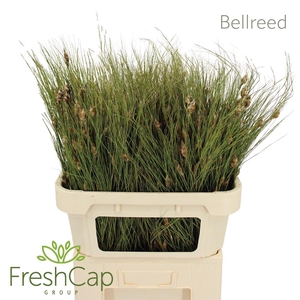 Bellreed