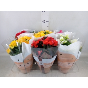 Begonia elat. DU   ...mix