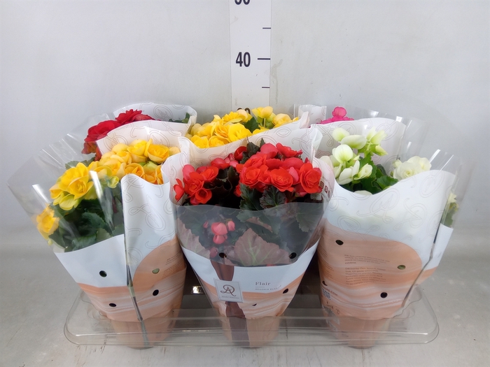 <h4>Begonia elat. DU   ...mix</h4>