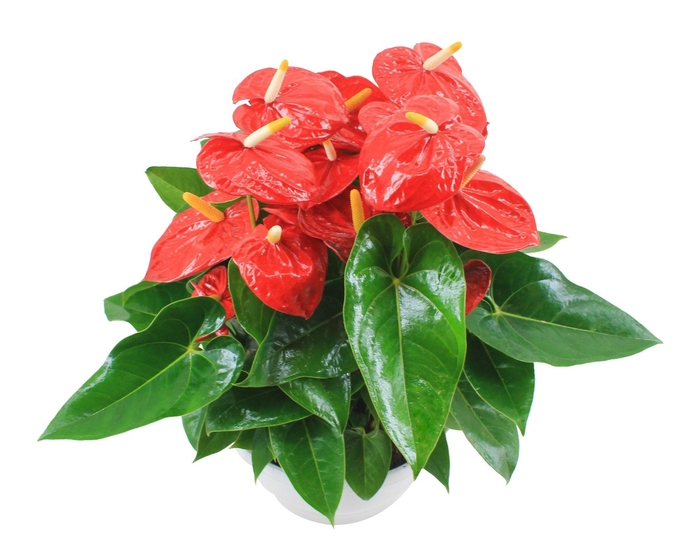 <h4>Anthurium XL.10 Mauii Red 30cm schaal</h4>