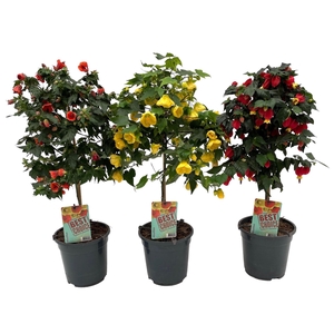 Abutilon mix