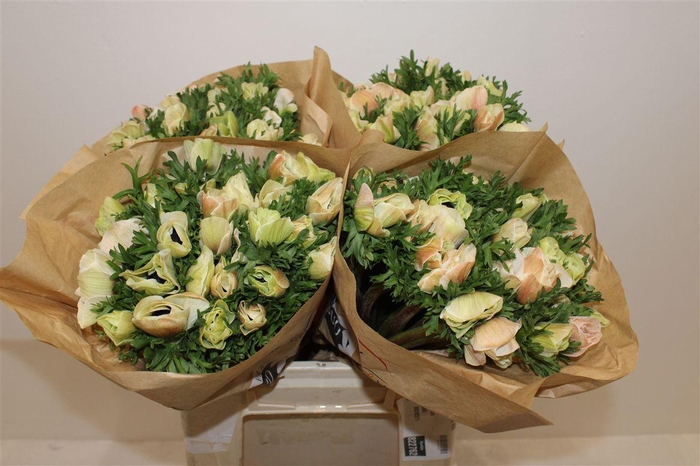 Anem Marianne Panda White