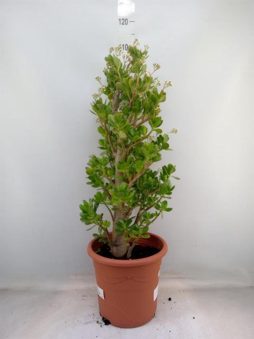<h4>Crassula ovata</h4>
