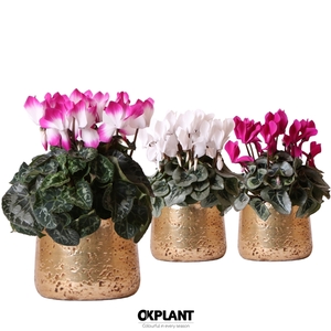 Cyclamen mix in Luxury pot gold