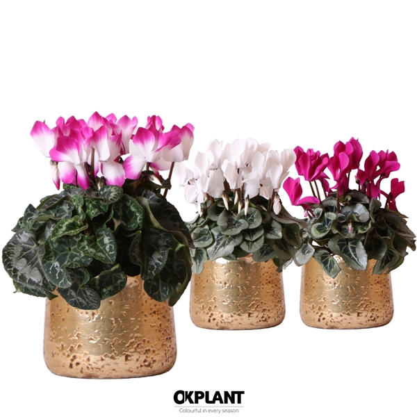 <h4>Cyclamen mix in Luxury pot gold</h4>