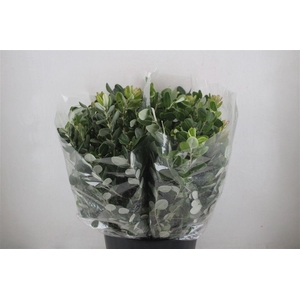 Pittosp Ralphi Leaves 200gr P Bunch