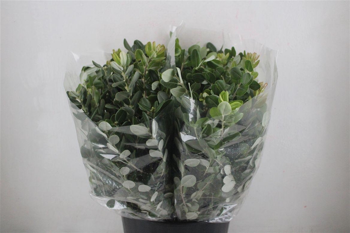 <h4>Pittosp Ralphi Leaves 200gr P Bunch</h4>