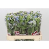 Oxypetalum Tweedia Blue