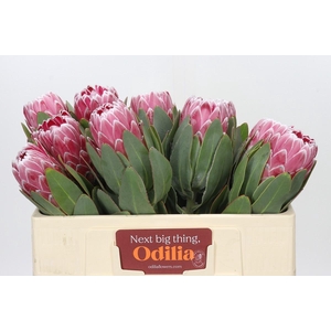 Protea Lady Di