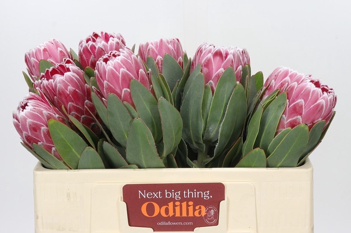 <h4>Protea Lady Di</h4>