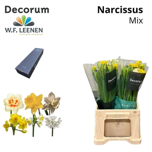 Narcis Mix Large Box 300