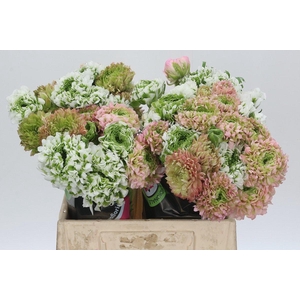 Ranunculus Pon Pon Rainbow