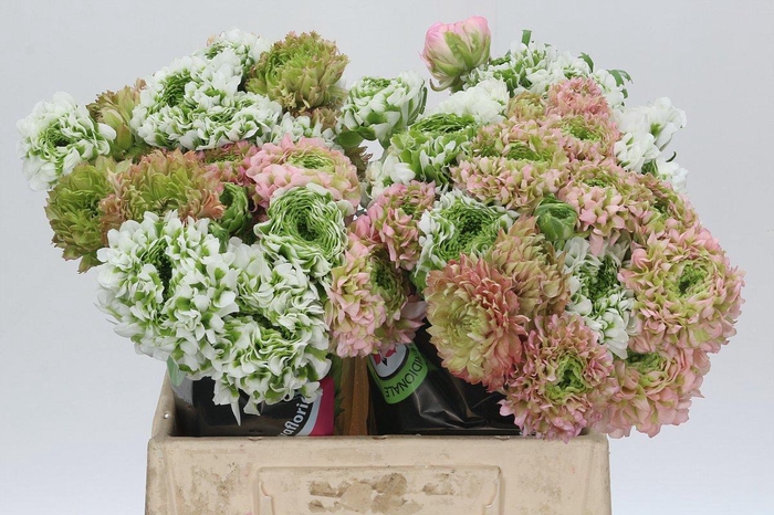 <h4>Ranunculus Pon Pon Rainbow</h4>