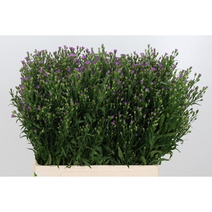 Aster Casarosa Roze