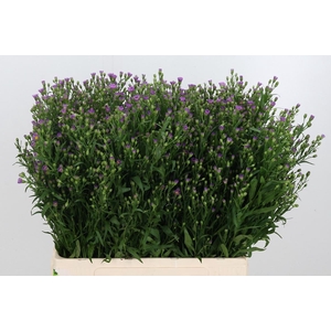 Aster Casarosa Roze